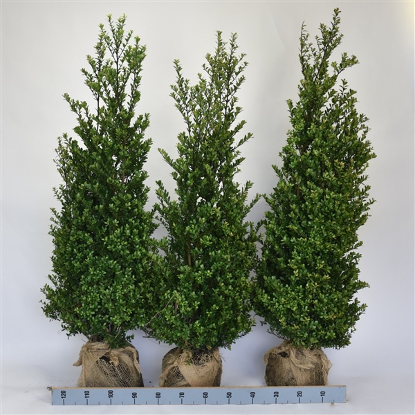 Ilex crenata 'Dark Green'® - 125-150 CM RB